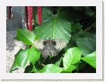 Butterfly 8 at Conservatory - Niagara * 2592 x 1944 * (1.56MB)